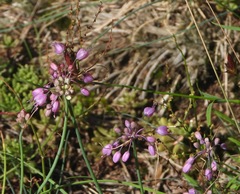 Allium carinatum pulchellum