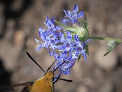 Eriastrum densifolium