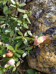 Rhododendron adamsii