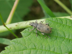 Brachyderes incanus
