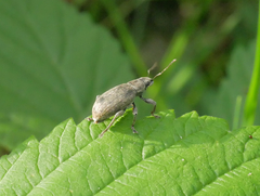 Brachyderes incanus