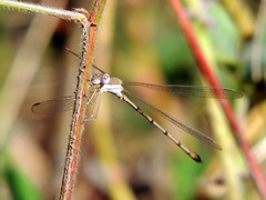 Lestes ochraceus