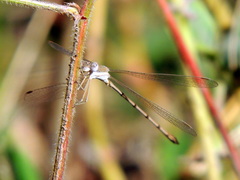 Lestes ochraceus