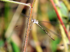 Lestes ochraceus