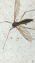 Prionocera