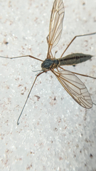 Prionocera