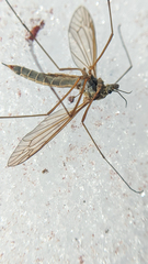 Prionocera
