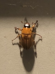 Cyclocephala borealis