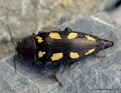 Buprestis decemspilota
