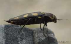 Buprestis decemspilota