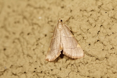 Hypsopygia binodulalis