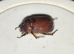 Oxygrylius ruginasus