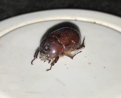 Oxygrylius ruginasus