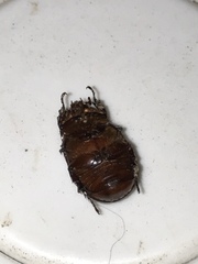 Oxygrylius ruginasus