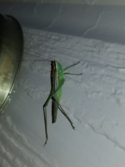 Orchelimum delicatum