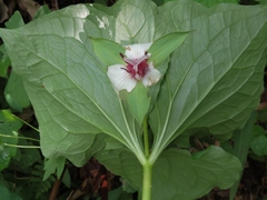 Trillium rugelii
