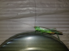 Orchelimum delicatum