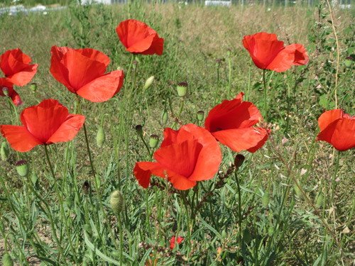 Coquelicot commun