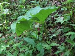 Trillium rugelii