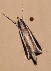 Carectocultus perstrialis