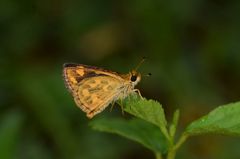 Taractrocera ceramas