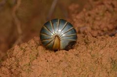 Arthrosphaera