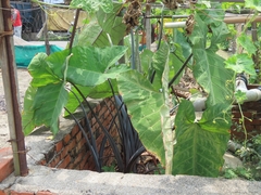 Xanthosoma violaceum