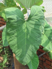 Xanthosoma violaceum