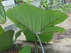 Xanthosoma violaceum