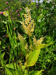Koenigia weyrichii