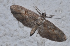 Eupithecia graefii