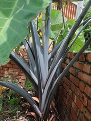 Xanthosoma violaceum