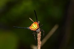 Gasteracantha dalyi