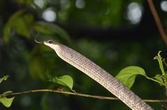 Dendrelaphis grandoculis
