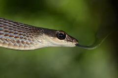 Dendrelaphis grandoculis