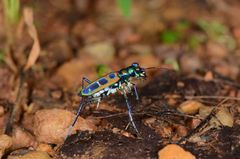 Cosmodela barmanica