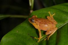 Raorchestes luteolus