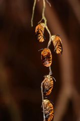 Amegilla subinsularis