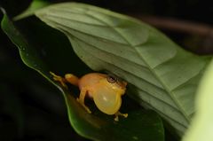 Raorchestes luteolus