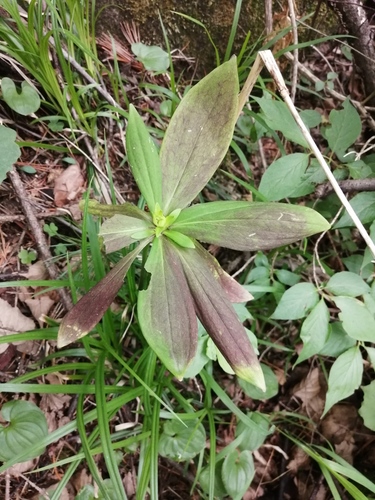 Manchurian turk’s-cap lily