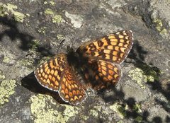 Melitaea phoebe