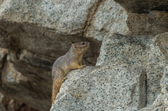 Notocitellus annulatus