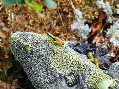 Podismopsis poppiusi