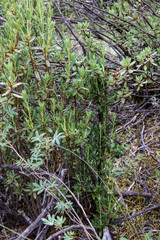 Rhododendron adamsii