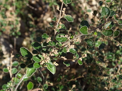Pomaderris paniculosa paniculosa