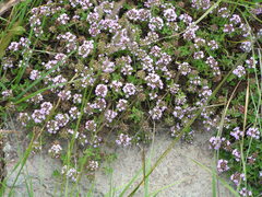 Thymus collinus