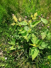 Koenigia weyrichii
