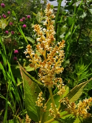 Koenigia weyrichii