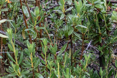 Rhododendron adamsii