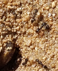Dorymyrmex insanus